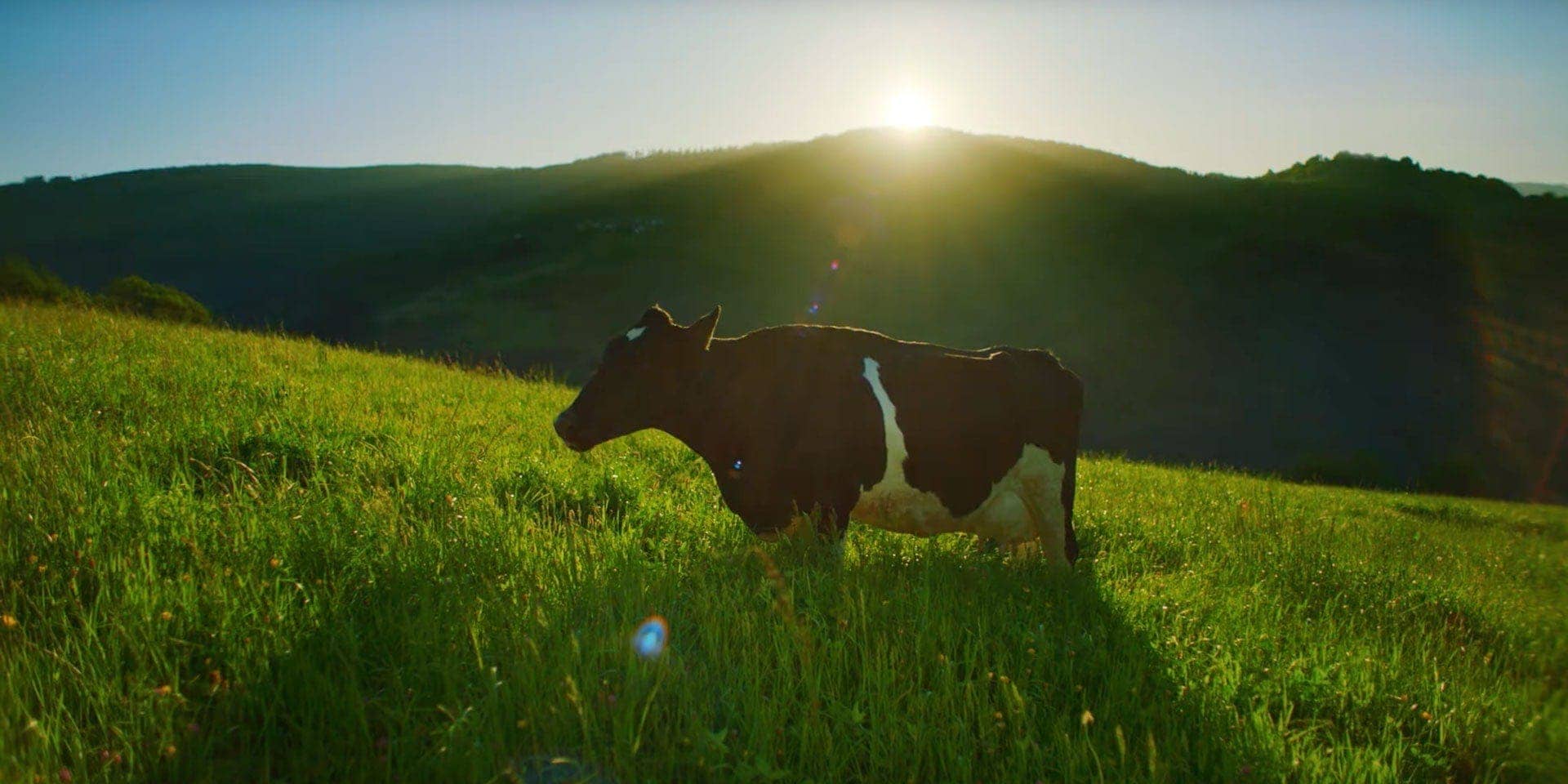Las vacas de Pastoreo son más felices