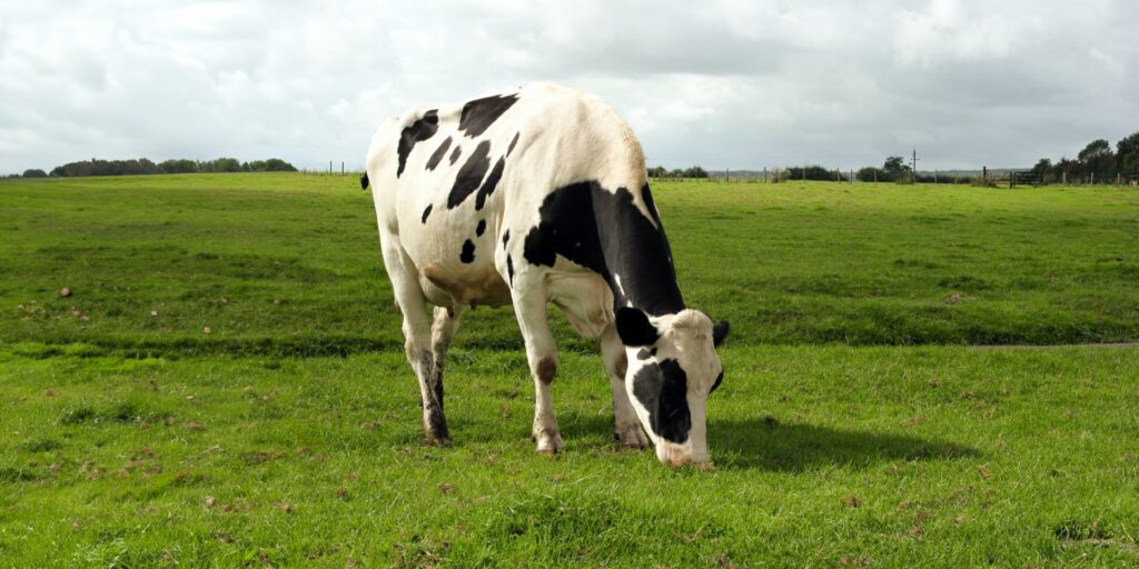 Tipos de alimentación das vacas de Pastoreo