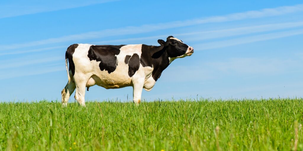 Como mellora o leite de Pastoreo a calidade dos produtos lácteos?